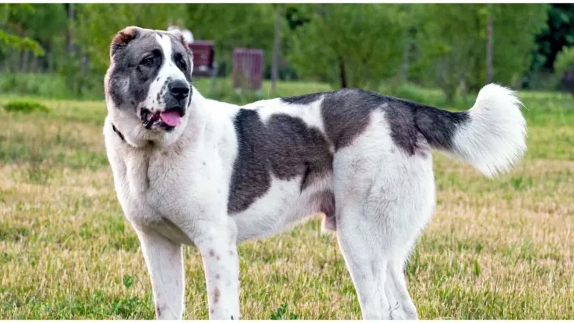 Câinele Alabai are instinct de paznic desăvârșit. Află de ce este considerat un protector de nădejde