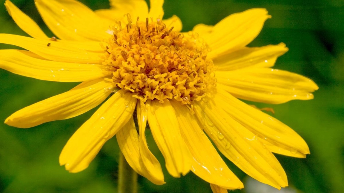 Arnica montana îți calmează durerea în mod natural. Iată ce trebuie să știi
