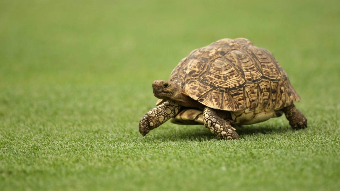 Vrei să adopți o broască țestoasă de apă? Iată tot ce trebuie să știi despre acest animal acvatic fascinant