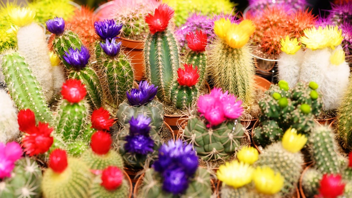 Floare de cactus. O bijuterie exotică în ghiveciul tău