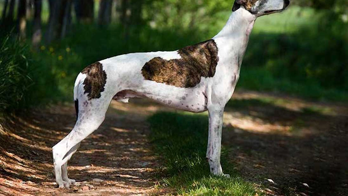 Vrei un câine Ogar drept animal de companie? Află câte bucurii îți poate aduce patrupedul