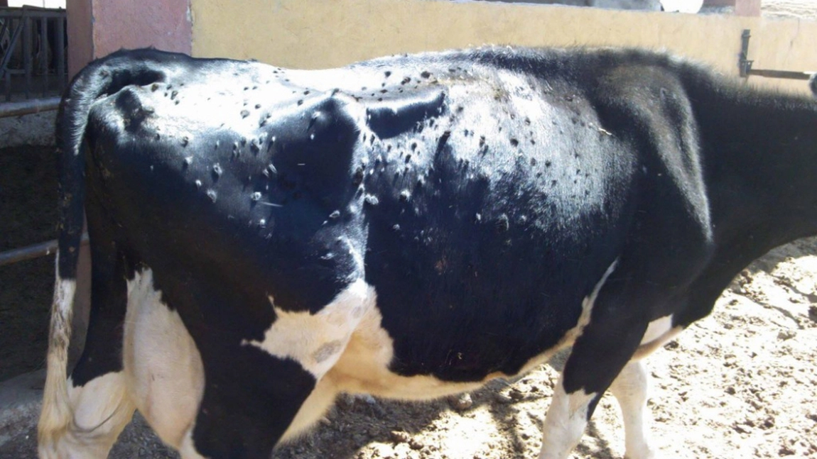 Ce se întâmplă cu vacile din Franța? O boală rară provoacă panică