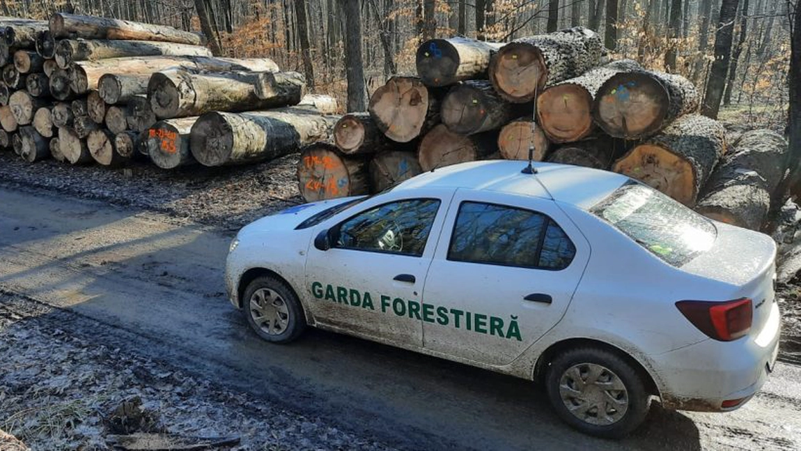 Activitatea Gărzii Forestiere Suceava în primele cinci luni ale anului 2025: controale, sancțiuni și confiscări în lupta cu tăierile ilegale de lemn