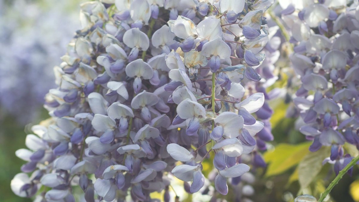 Glicina, planta elegantă cu miros extraordinar. Ghid complet de plantare și îngrijire