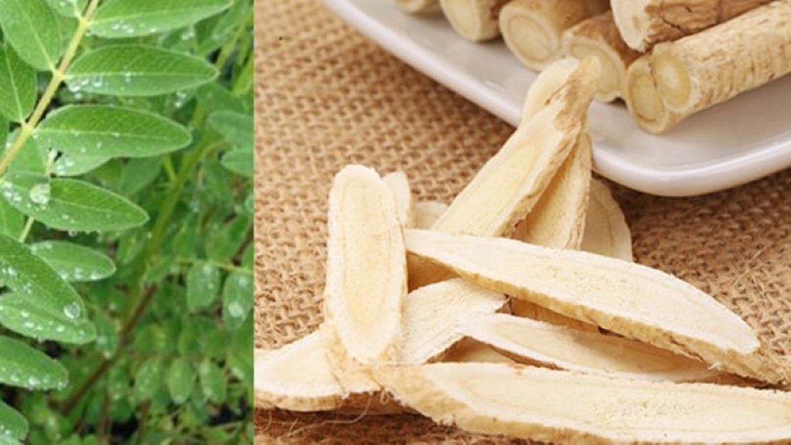 10 beneficii dovedite ale rădăcinii de astragalus! O plantă folosită de mii de ani în medicina ayurvedică!