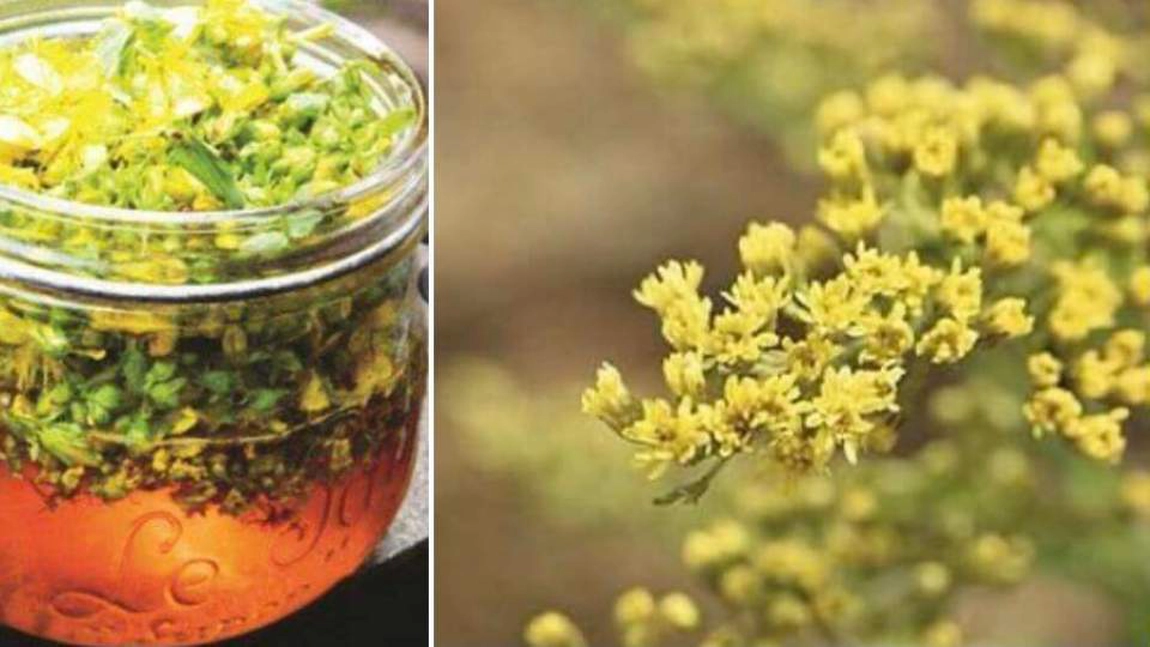 Ce beneficii are ceaiul de sânziene? Iată cum poți prepara cea mai aromată băutură!