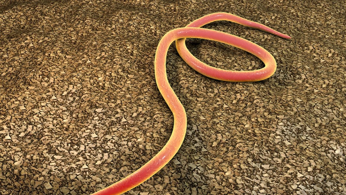 Ce sunt nematodele? Iată care sunt semnele atacului asupra agriculturii!