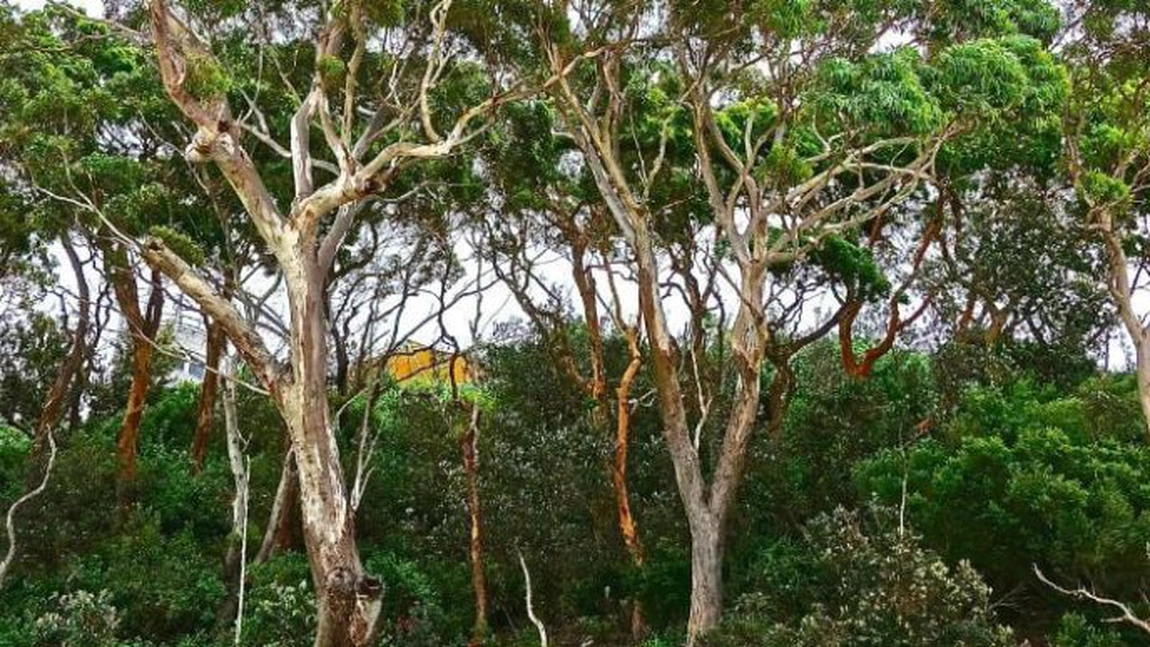 Nume de plante care încep cu litera „E”. Ideale pentru grădina sau balconul tău