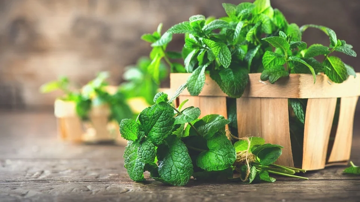 Cum poți să îți iei doza de sănătate din plante. Leacuri naturale pentru organism