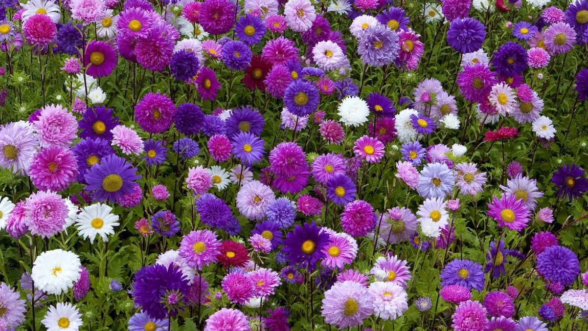 Tipuri de flori care înfloresc vara și toamna: culoare și farmec pentru grădina ta