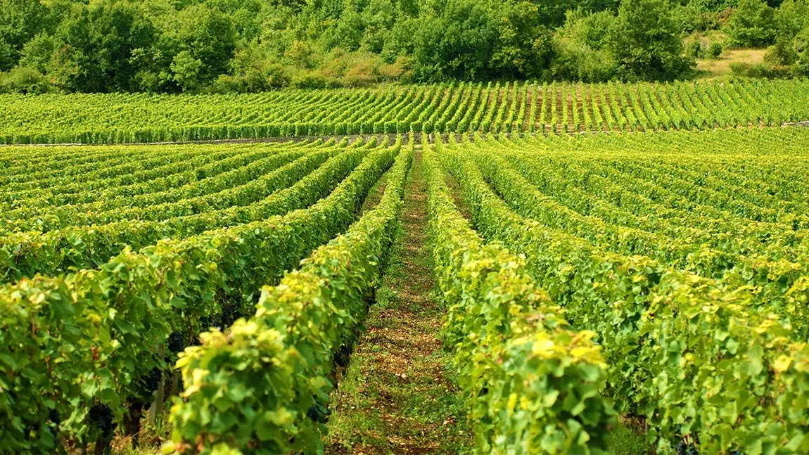 APIA amână termenele pentru lucrările din vie în 2025 din cauza ploilor abundente
