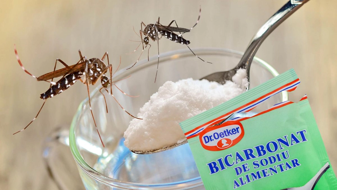 Cum să scapi de țânțari? Iată ce soluții naturale îi alungă!