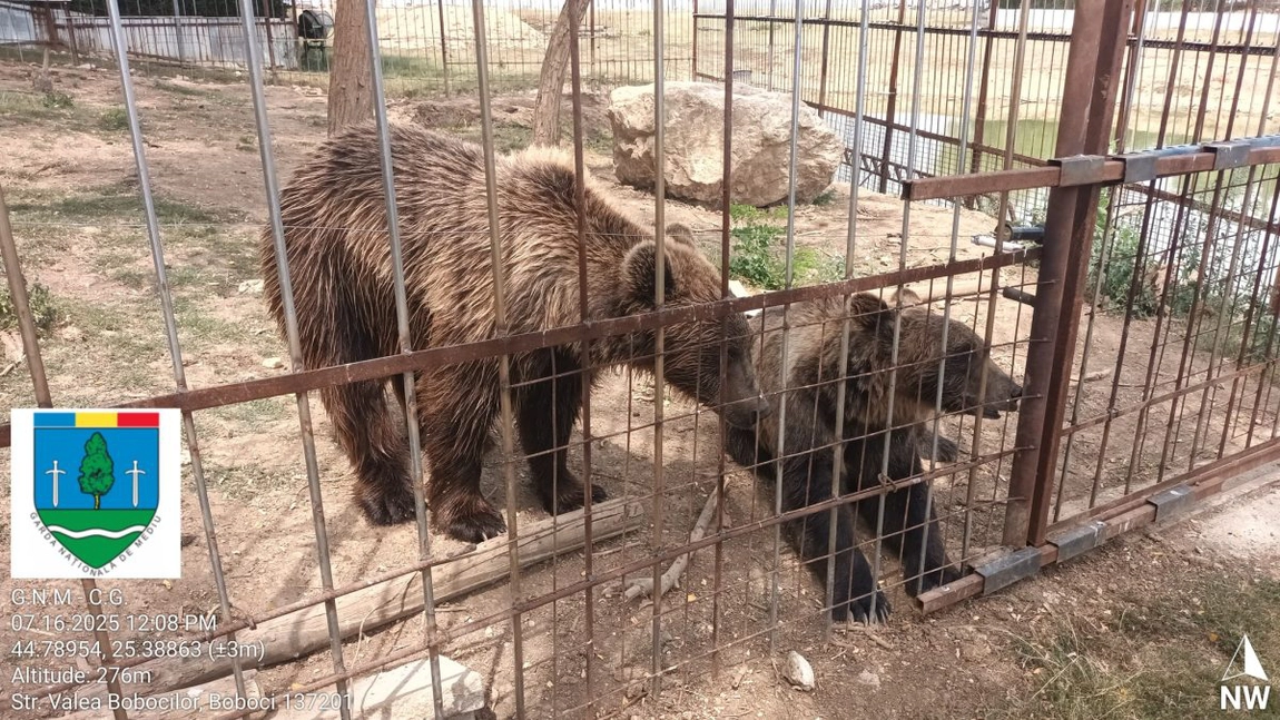 Grădină zoologică ilegală, descoperită în Dâmbovița! Lei, tigri, urși și maimuțe, captive în curtea unui localnic. Proprietarul cerea bani pentru vizite și fotografii