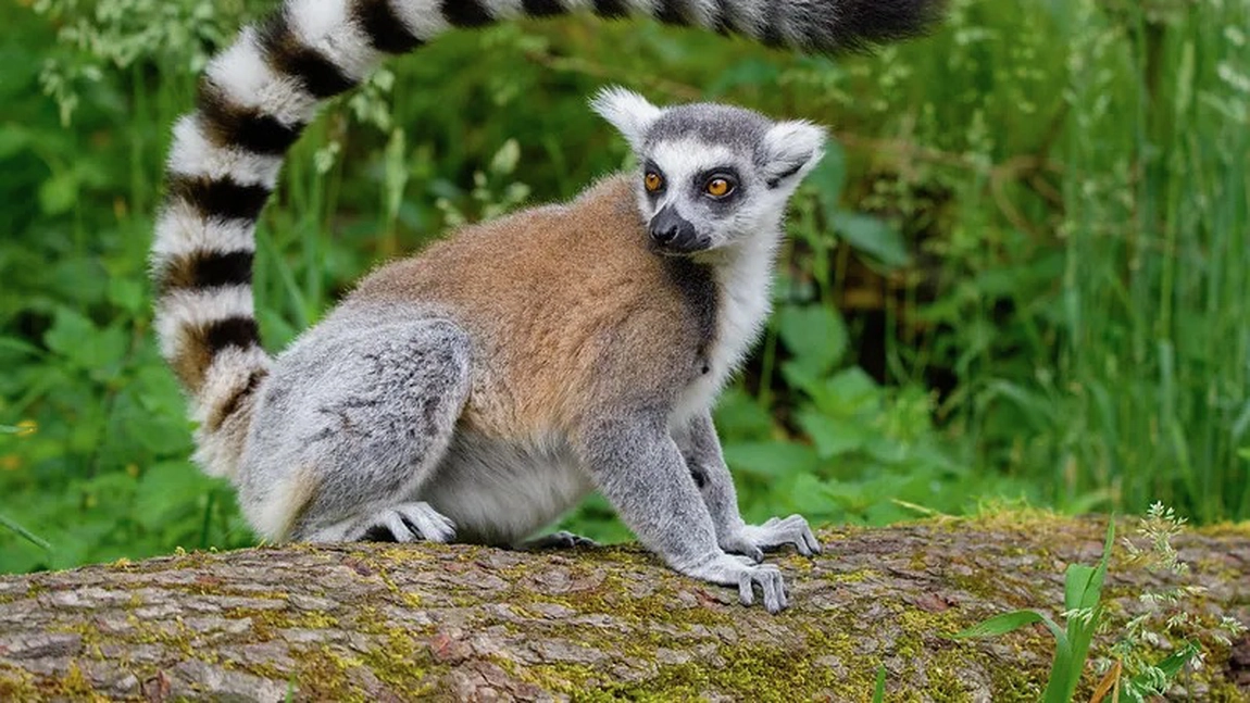 Un tânăr din Pașcani a fost mușcat de un lemur. Specialiștii trag un semnal de alarmă după ce numărul atacurilor animalelor a crescut