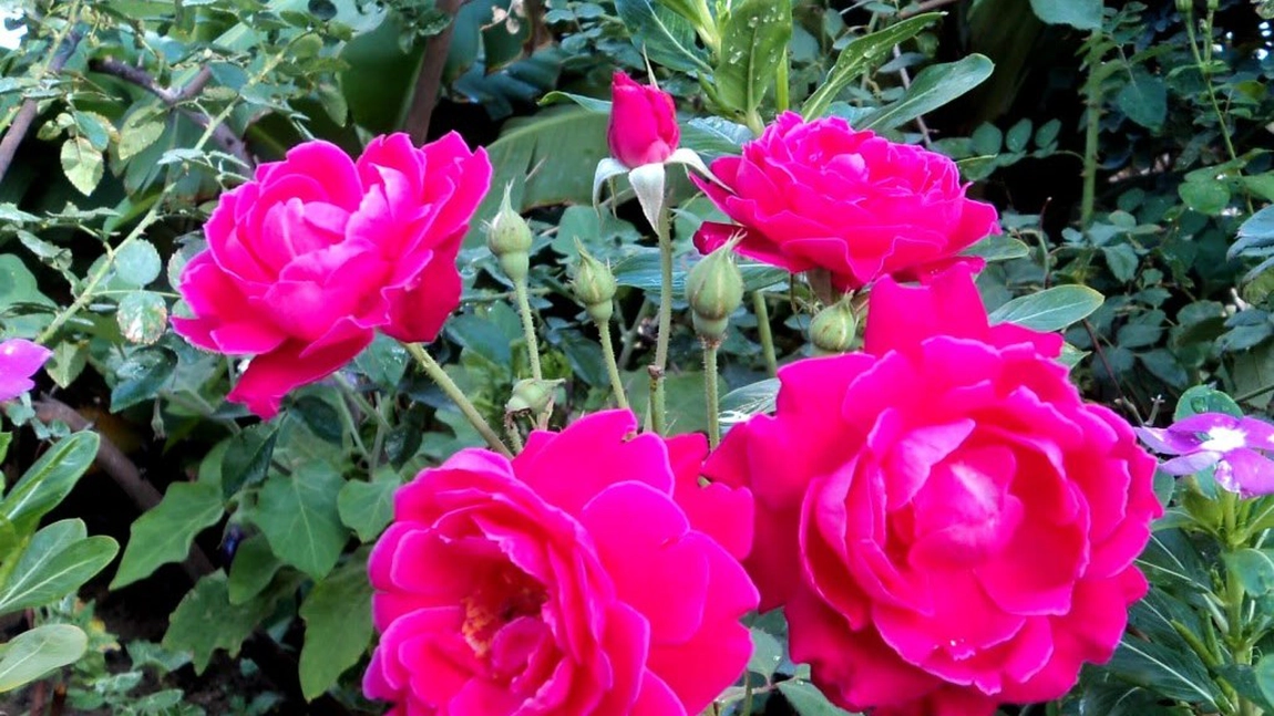 Cea mai admirată floare este și cea mai delicioasă! Iată trandafirul perfect de dulceață