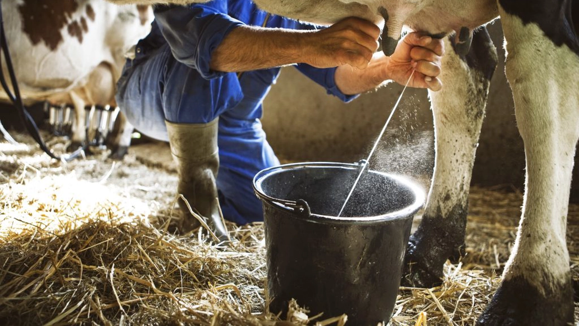 Vaca produce și alcool, nu doar lapte! Descoperirea care transformă zerul în vodcă fabuloasă