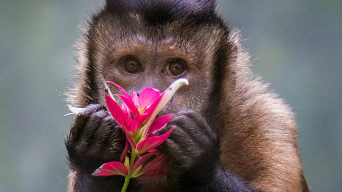 Cât trăiește o maimuță capucin? Viața lor între natură, captivitate și simbolism