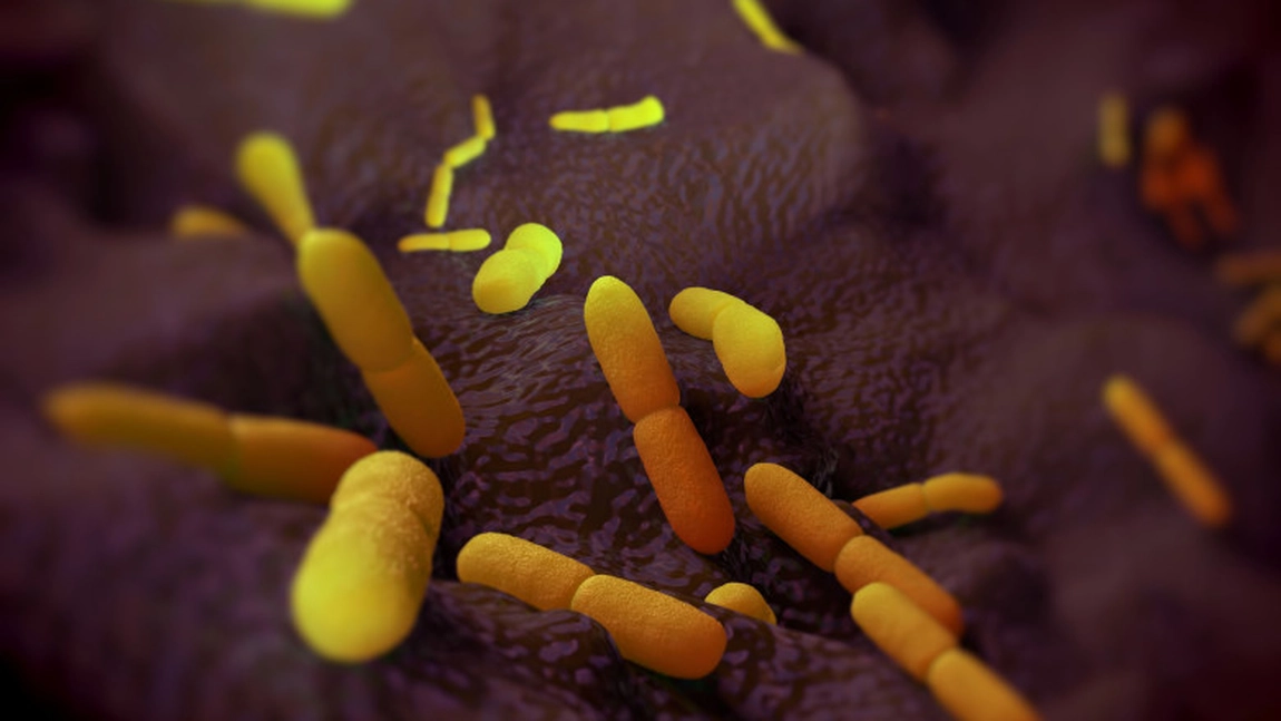 Descoperire șocantă: 22 de marmote moarte, posibil infectate! Autoritățile se tem de o epidemie de ciumă bubonică