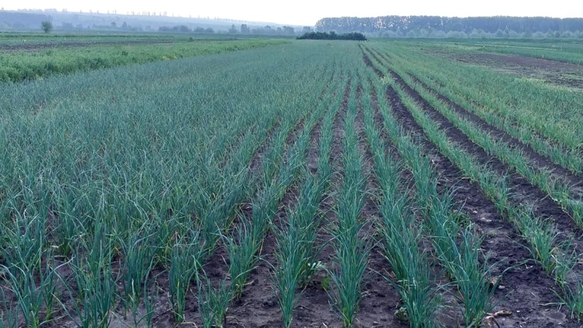 pierderi majore și renunțări de plantații după anularea schemei de minimis.