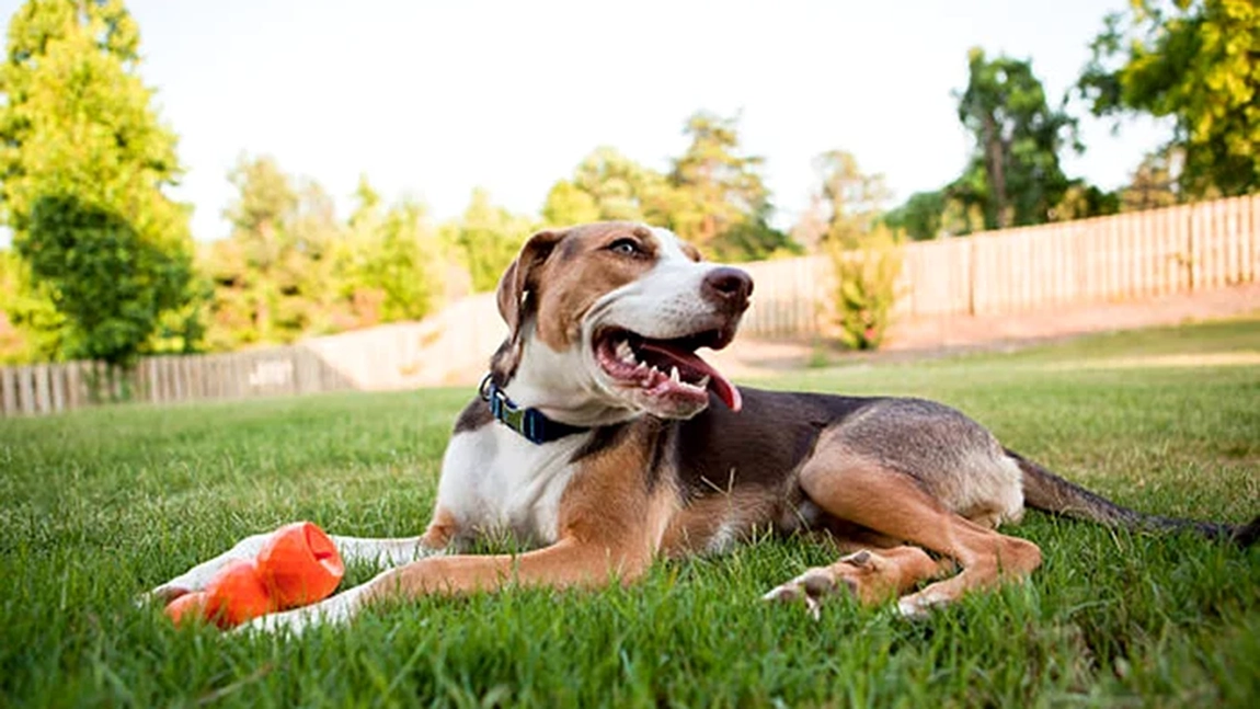 Reguli stricte pentru românii care își țin câinele liber în curte! Fapta pentru care proprietarii vor primi amendă de 3.000 de lei!
