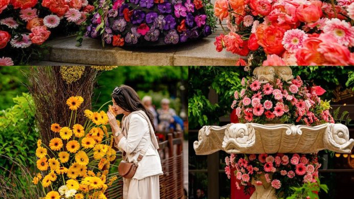Florall, Festivalul de Artă Florală ajunge pentru prima dată la Iași în perioada 3-5 octombrie 2025