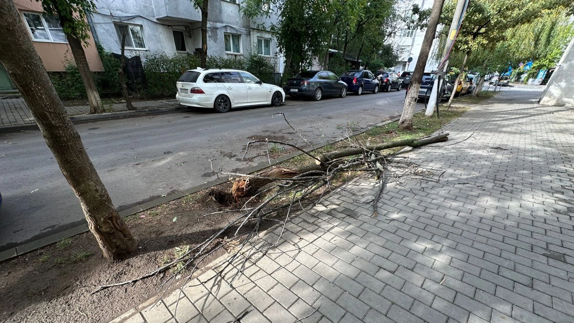 Pompierii din Iași Intervin pentru a Preveni Prăbușirea Unui Copac pe Strada Prof. I. Simionescu