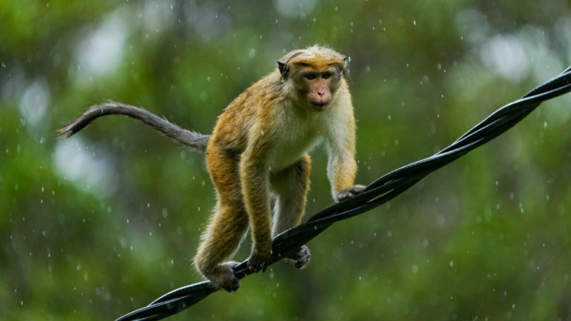 O ieșeancă, în vârstă de 25 de ani, a ajuns la Spitalul Clinic de Boli Infecțioase Iași, după ce a fost mușcată de o maimuță! Tânăra a necesitat vaccinare antirabică