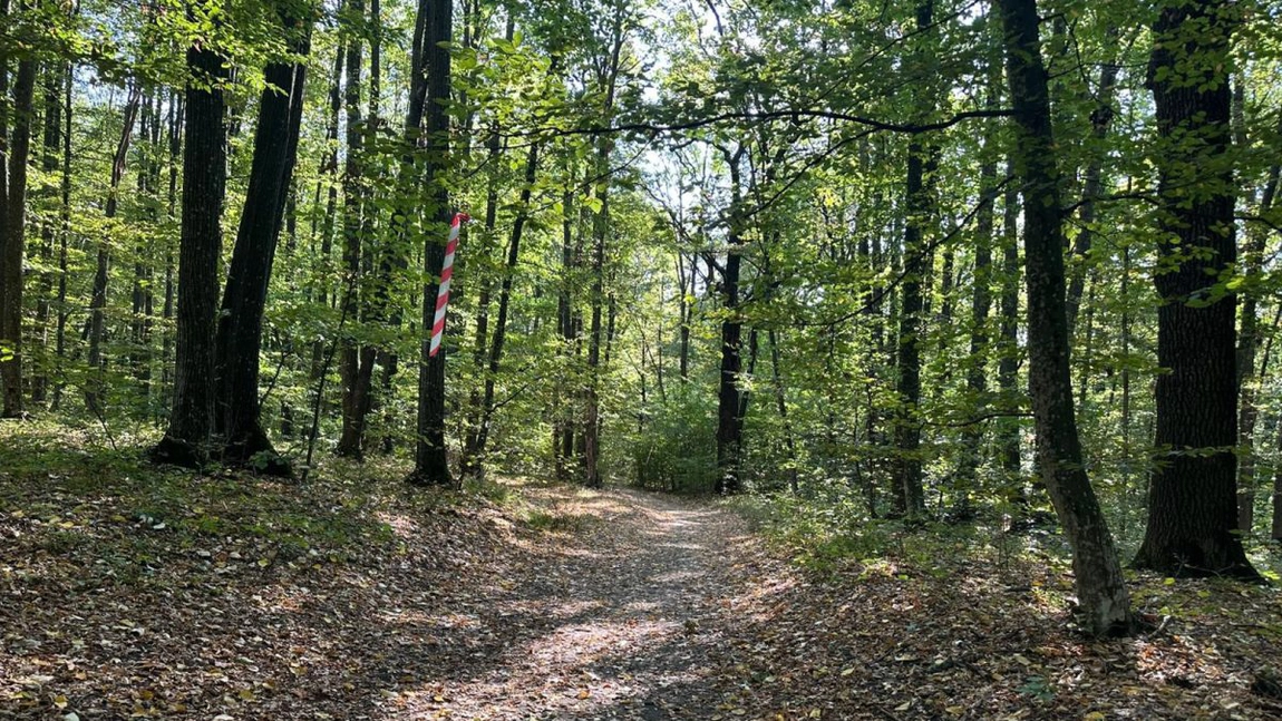 Descoperă locul ascuns din pădurea Bârnova! Ruine de 600 de ani și un muzeu natural în aer liber te așteaptă la marginea Iașului!
