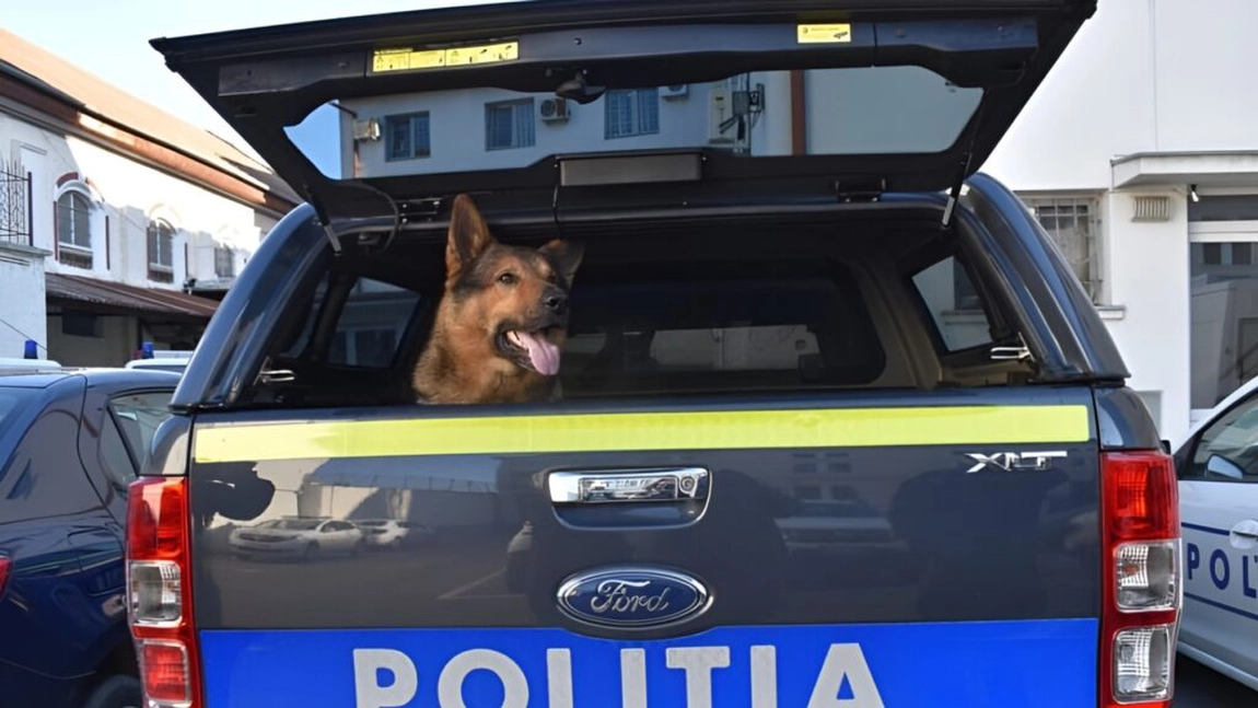 Noi reguli pentru protecția animalelor! Poliția poate intra fără mandat când e pericol
