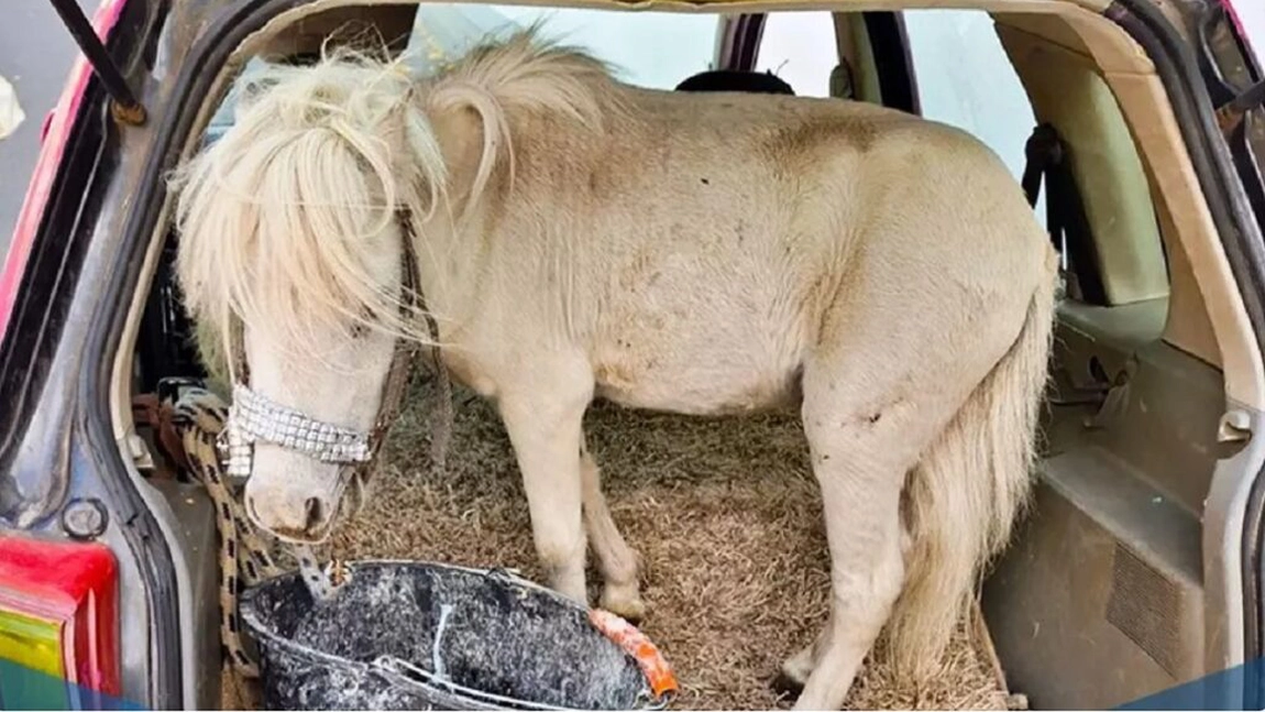 Șoferiță prinsă cu un ponei de 150 kg în portbagajul mașinii roz. Cum a reacționat poliția