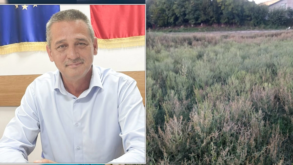 Primarii din Iași sunt depășiți de situație! O plantă care le provoacă dureri de cap nu poate fi eradicată. Primar: „Cheltuim în fiecare an zeci de mii de lei pentru tratamente care nu au efect”