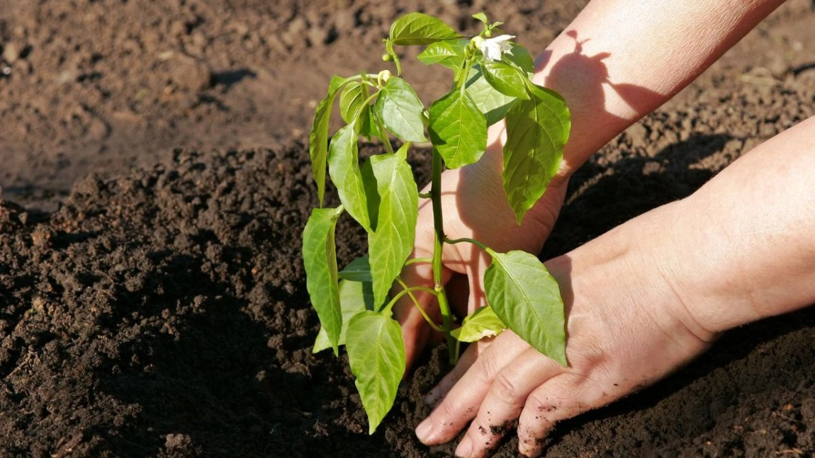 Ce tratament se face la ardei după plantare? Iată care sunt pașii pentru o cultură sănătoasă