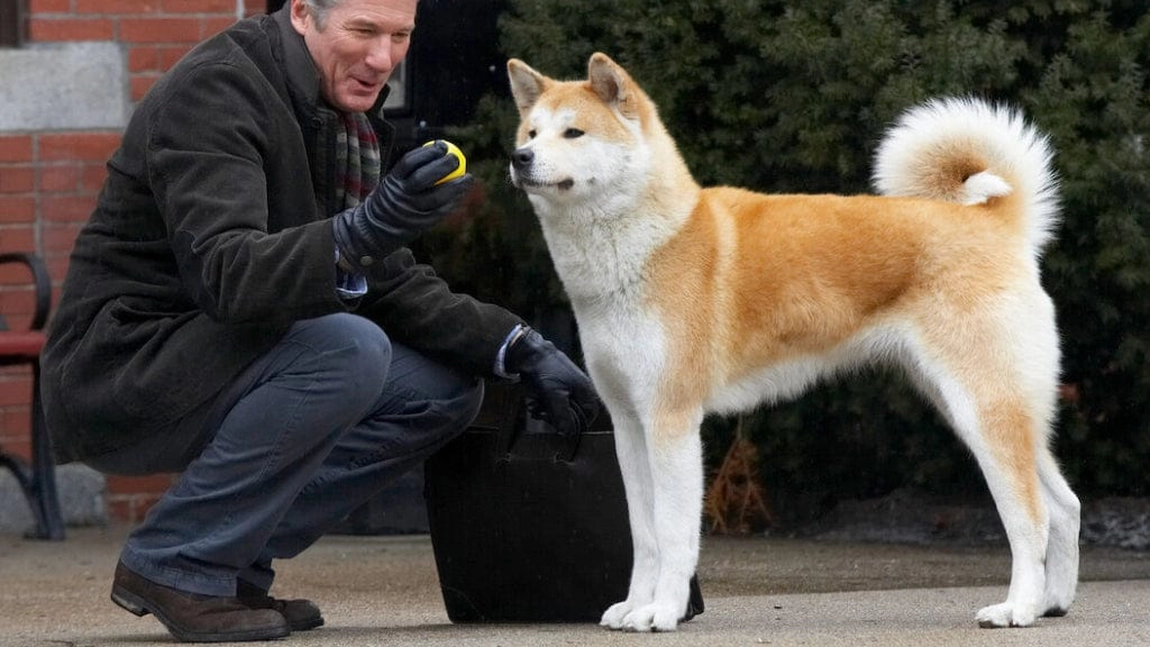 Rase de câini de talie medie și povestea lui Hachiko. Iată tot ce trebuie să știi despre patrupezii de mărime medie!