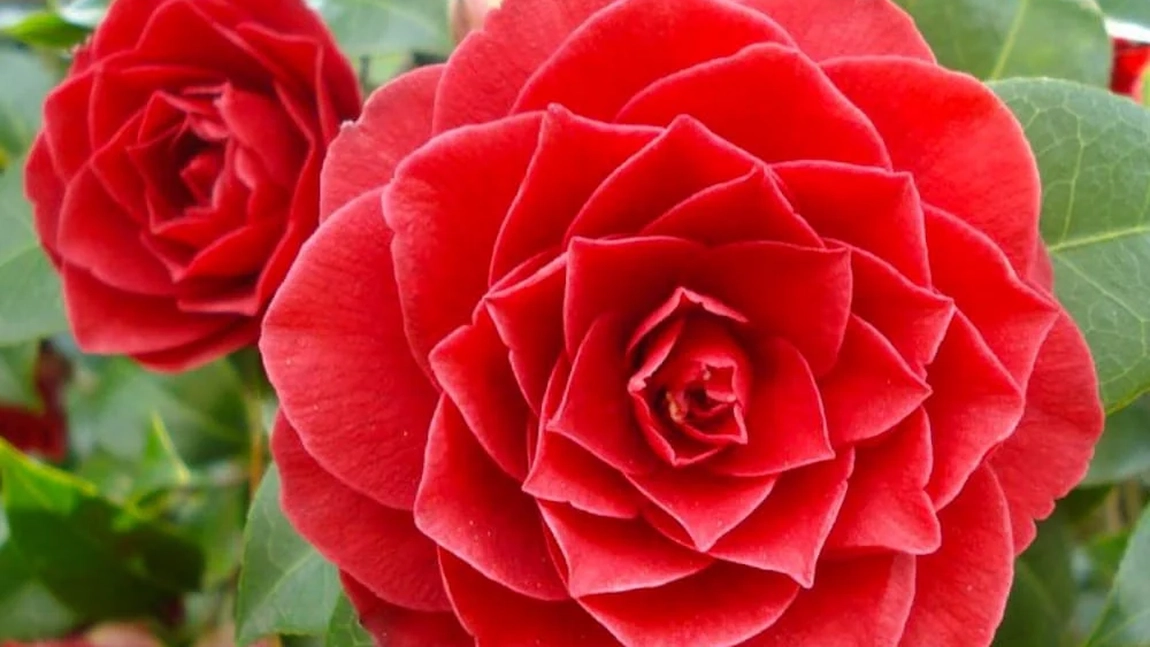 Floarea Camelia, simbolul purității și grației. Condiții ideale pentru creșterea acestei flori