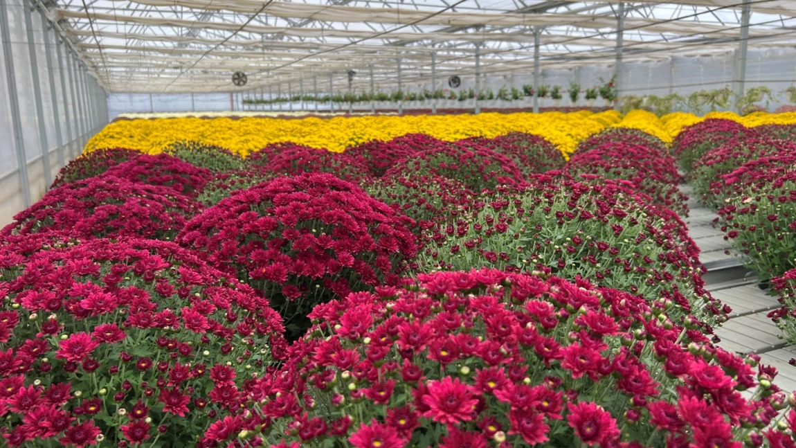 Peste 60.000 de flori sunt pregătite pentru Sărbătorile Iașului 2025! Ieșenii vor avea o nouă surpriză pe bulevardul Ștefan cel Mare