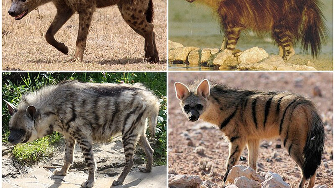 Hienele, unele dintre cele mai viclene animale din lume. Află semnificația fiecărei specii în parte!