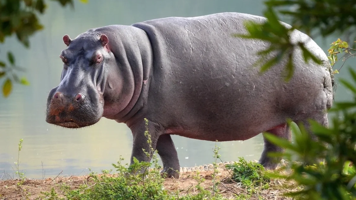 De ce laptele de hipopotam este unic? Iată ce compoziție are și alte câteva curiozități despre acest animal fascinant