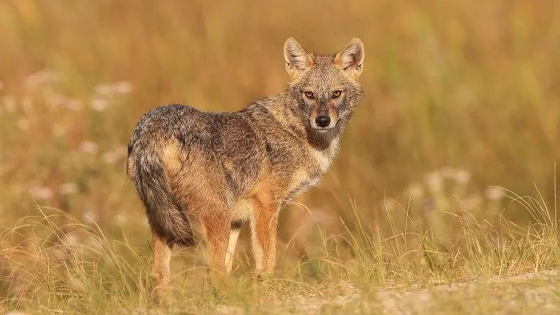Direcția Silvică Iași a vânat 11 șacali aurii și intensifică acțiunile de vânătoare în sezonul rece din 2025
