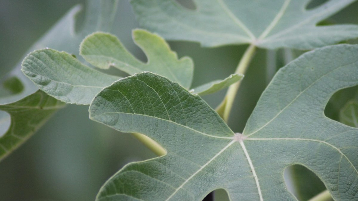 Când se culeg frunzele de smochin? Iată cum le poți folosi și ce beneficii incredibile au