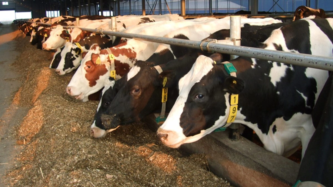 Crescătorii de animale, la plata avansului din subvenții. Fermierii din Iași au primit câteva milioane de euro