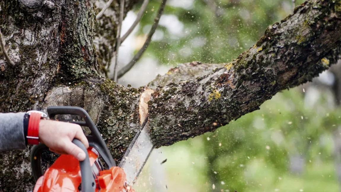 Amendă de 5.000 de lei pentru românii care curăță sau taie copacii! Ce prevede legea!