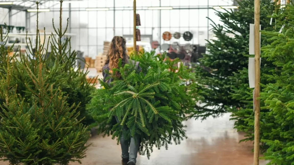 Bradul natural în 2025: magazinele online au deschis precomenzile, dar tarifele sunt mai mari decât anul trecut