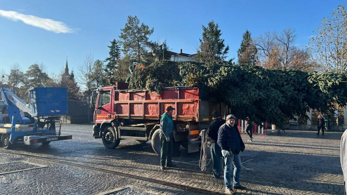 Încep pregătirile pentru sărbătorile de iarnă, la Iași! Vor fi aduși sute de brazi din Danemarca, care vor fi împodobiți în oraș