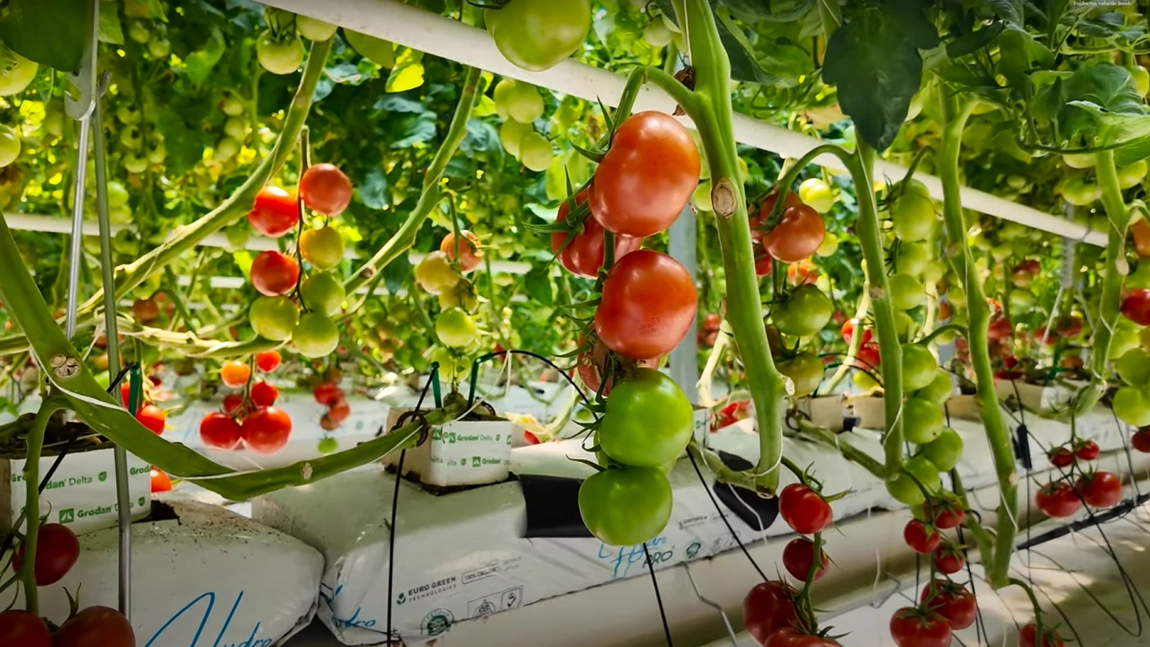 Fermieri, verificați conturile! Direcția Agricolă Iași a virat banii către beneficiarii din programul „Tomata”, din 2025