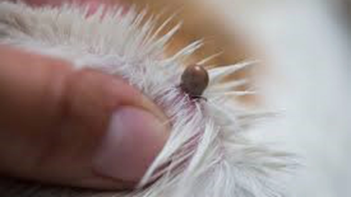 Ce boală transmit căpușele la câine? Infecția provocată le poate fi fatală!