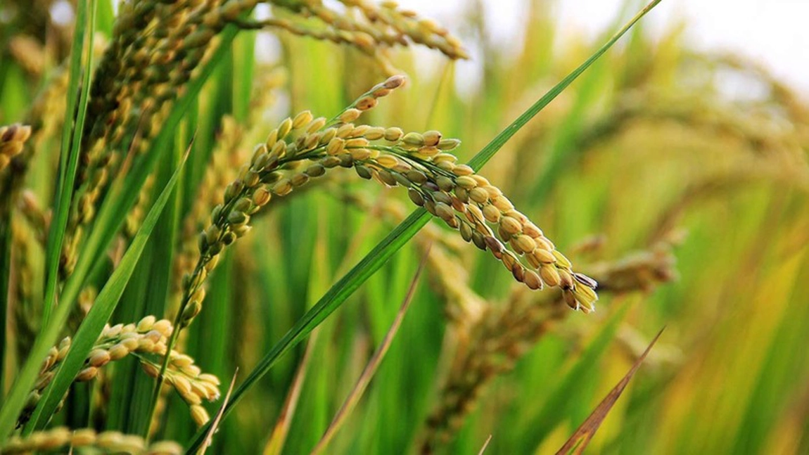 Fermierii, apicultorii și organizațiile societății civile cer României să voteze împotriva acordului UE privind noile tehnici genomice (NGT)