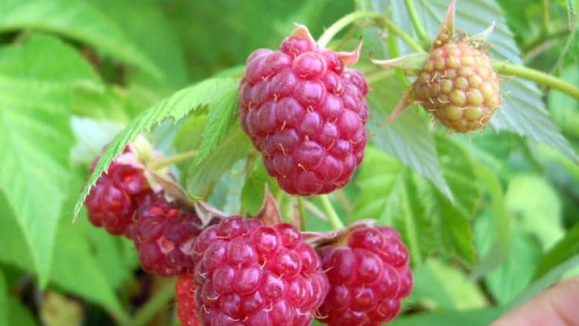 Omagiul sfâșietor al unui tată! Fetița lui, de 13 ani, a murit otrăvită de un fruct consumat de multă lume