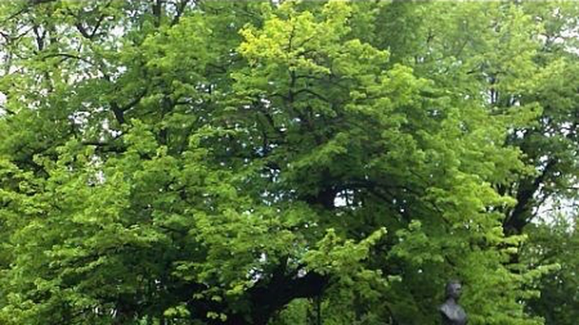 Când se plantează teiul? Află de ce momentul este atât de important!