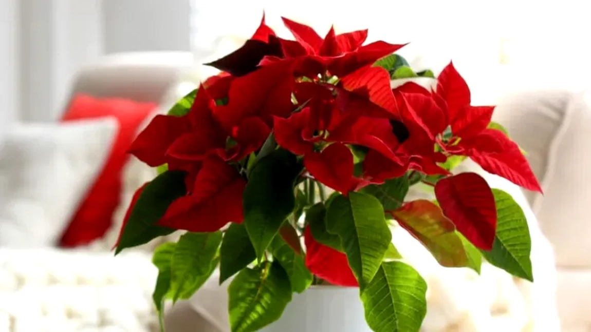 Unde nu ar trebui să așezi niciodată Crăciunița în casă, conform principiilor Feng Shui