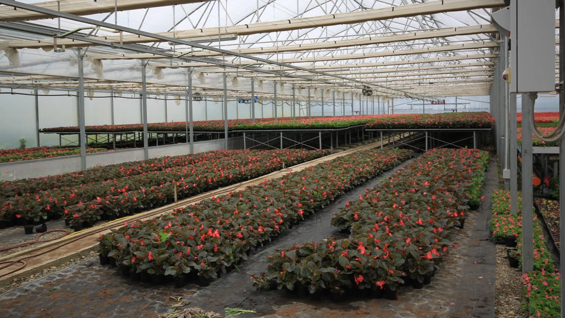 Servicii Publice cumpără peste un milion de flori! Acestea vor fi plantate începând cu primăvara anului 2026